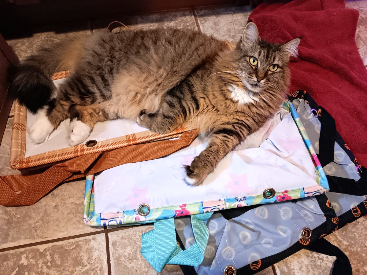 Fluffy Pudge & Friends tweet media