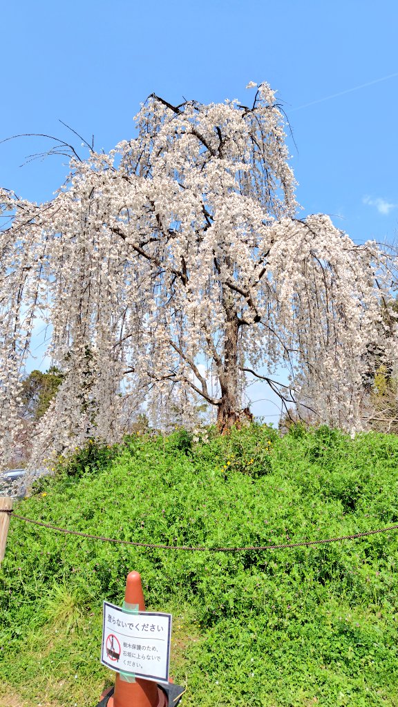 crystalbase0105's tweet photo. 先日、女子会ねーさまと桜を見に京都に行ってきた！
1枚目が私のお気に入りの場所
祇園をゆっくり歩きながら癒されてきた❤ https://t.co/zO9UpxYDNj