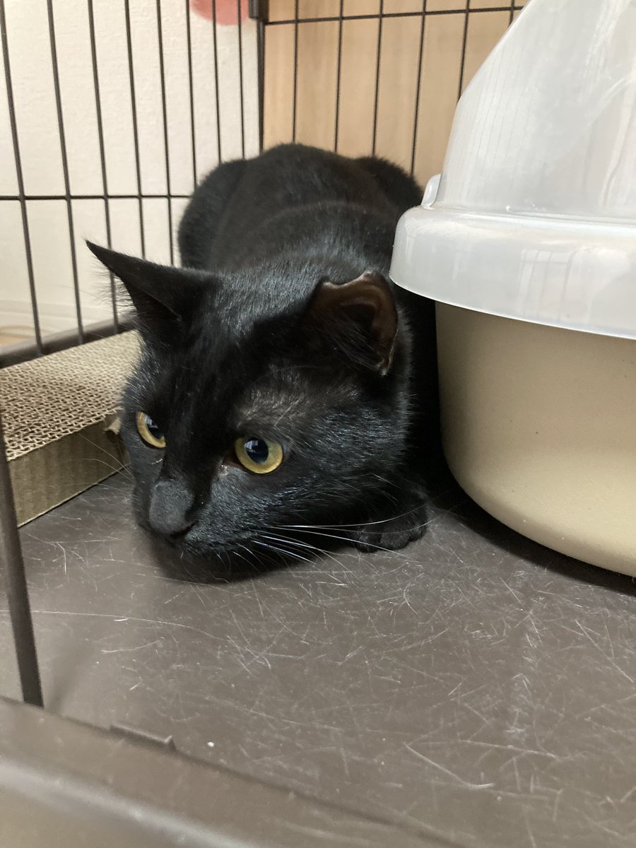 HIROTAKAfeat萌華(HORIZON) tweet media