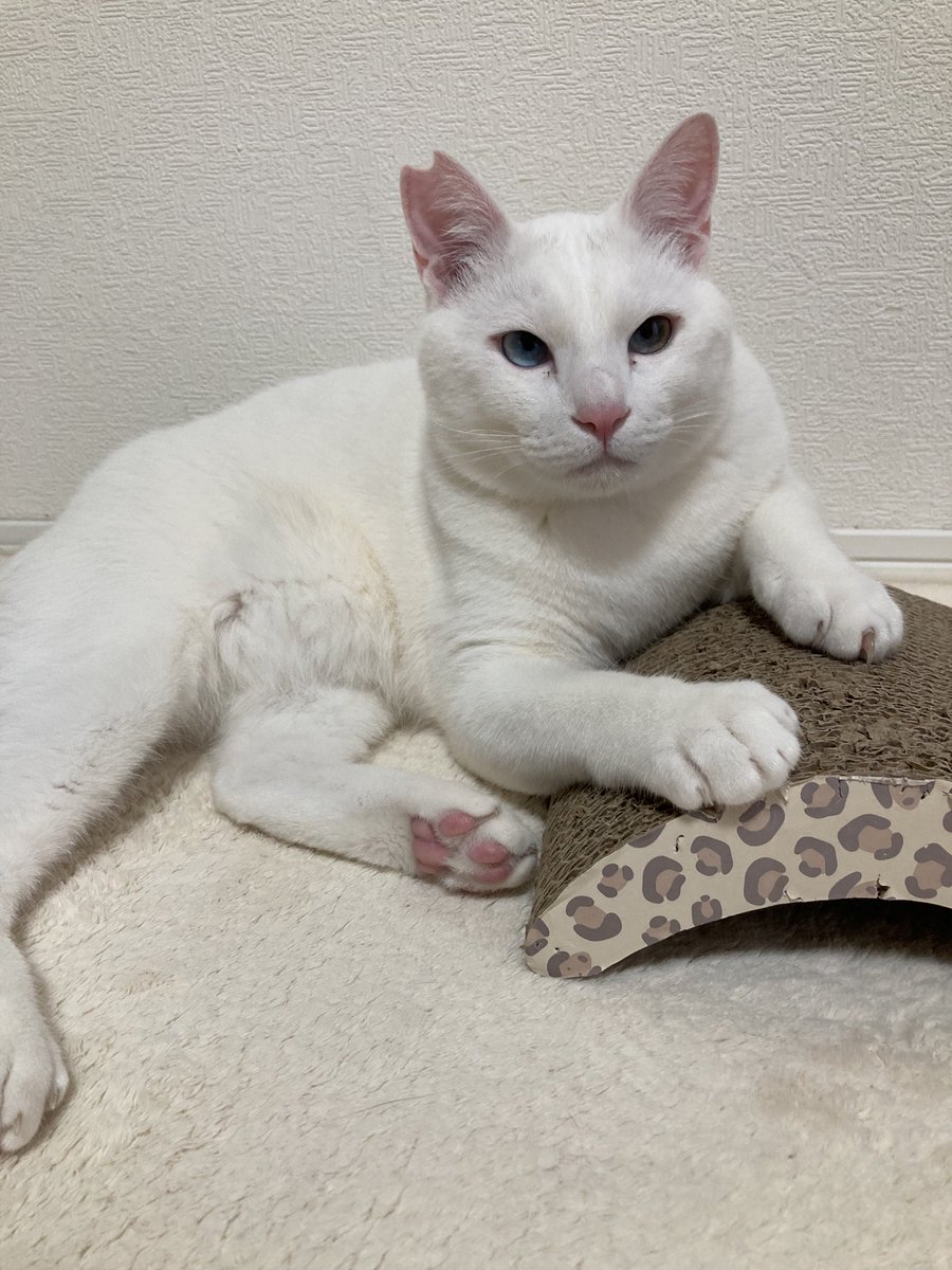 HIROTAKAfeat萌華(HORIZON) tweet media