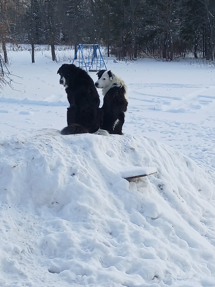 brownjams36's tweet photo. @LovelyTowakun11 Please forgive my intrusion but my Canadian mutts would also like to say hello. https://t.co/LEZBvh5q2Z