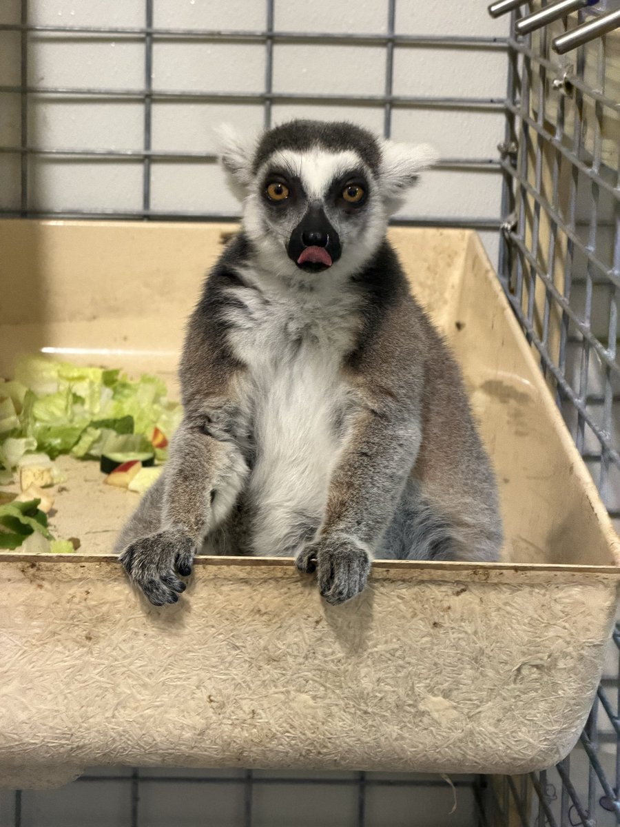 And just like that… They’re off!

This morning at 8am, all 9 lemurs were loaded into the zoo’s van and headed to their forever!  We’re so thankful to everyone that made this rescue and holding possible. Thank you to everyone who 
#animalrescue #lemur #ringtailedlemur