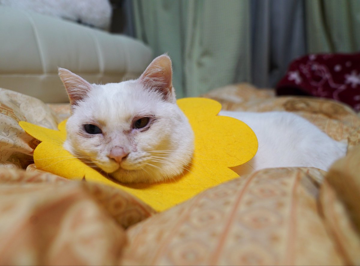 新年度。今日も生きんぞ。 #cat  #猫  #ねこ   #猫のいる暮らし