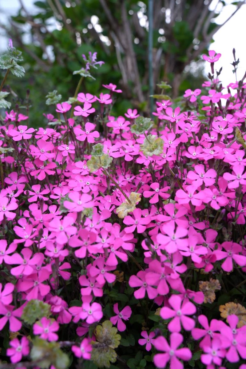 ひろしまくん tweet media