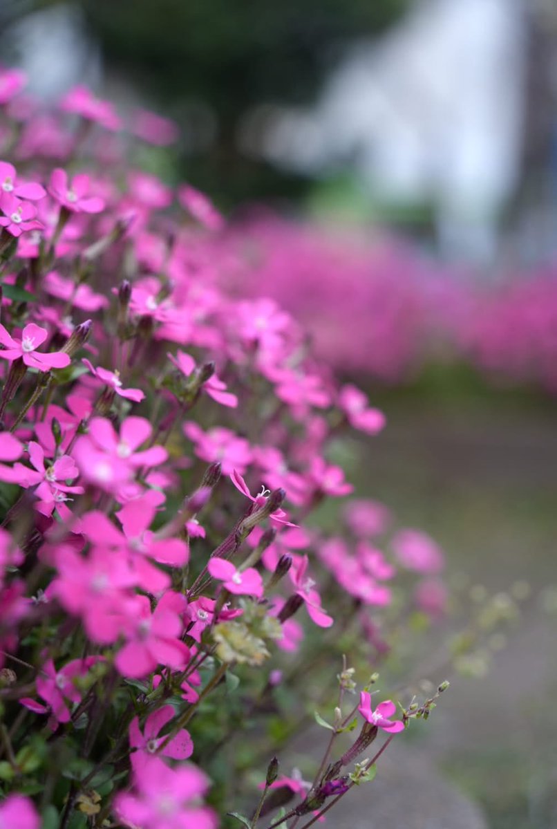 ひろしまくん tweet media