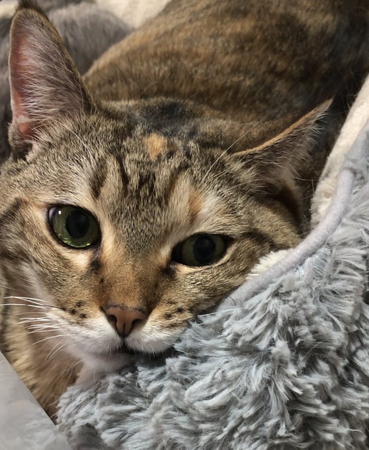 もんセカンド tweet media