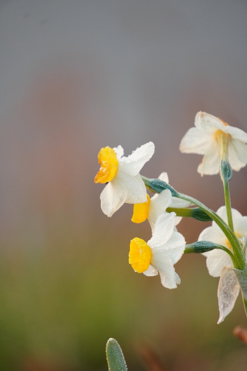 モモンガももちゃん tweet media