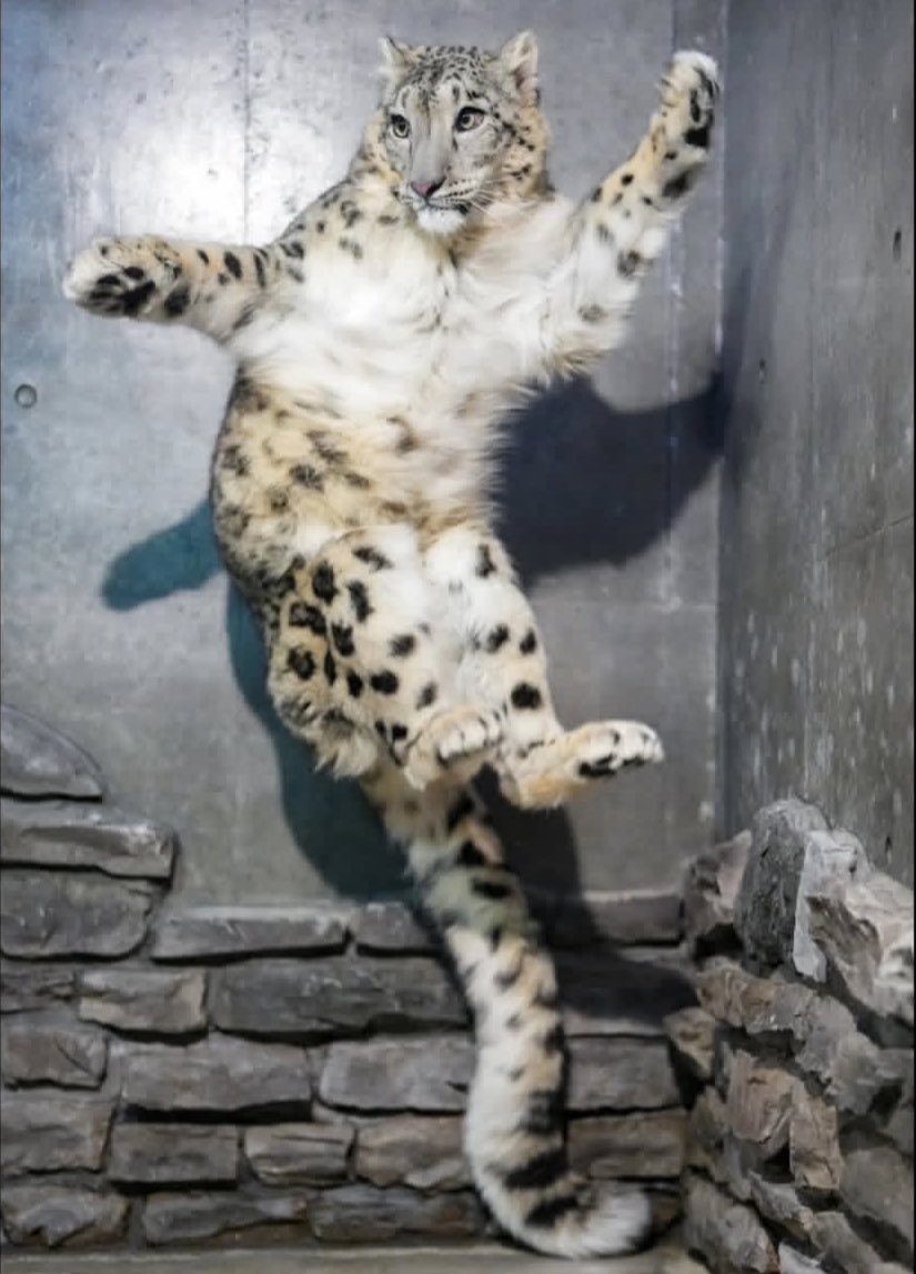 Winter Snep tweet media