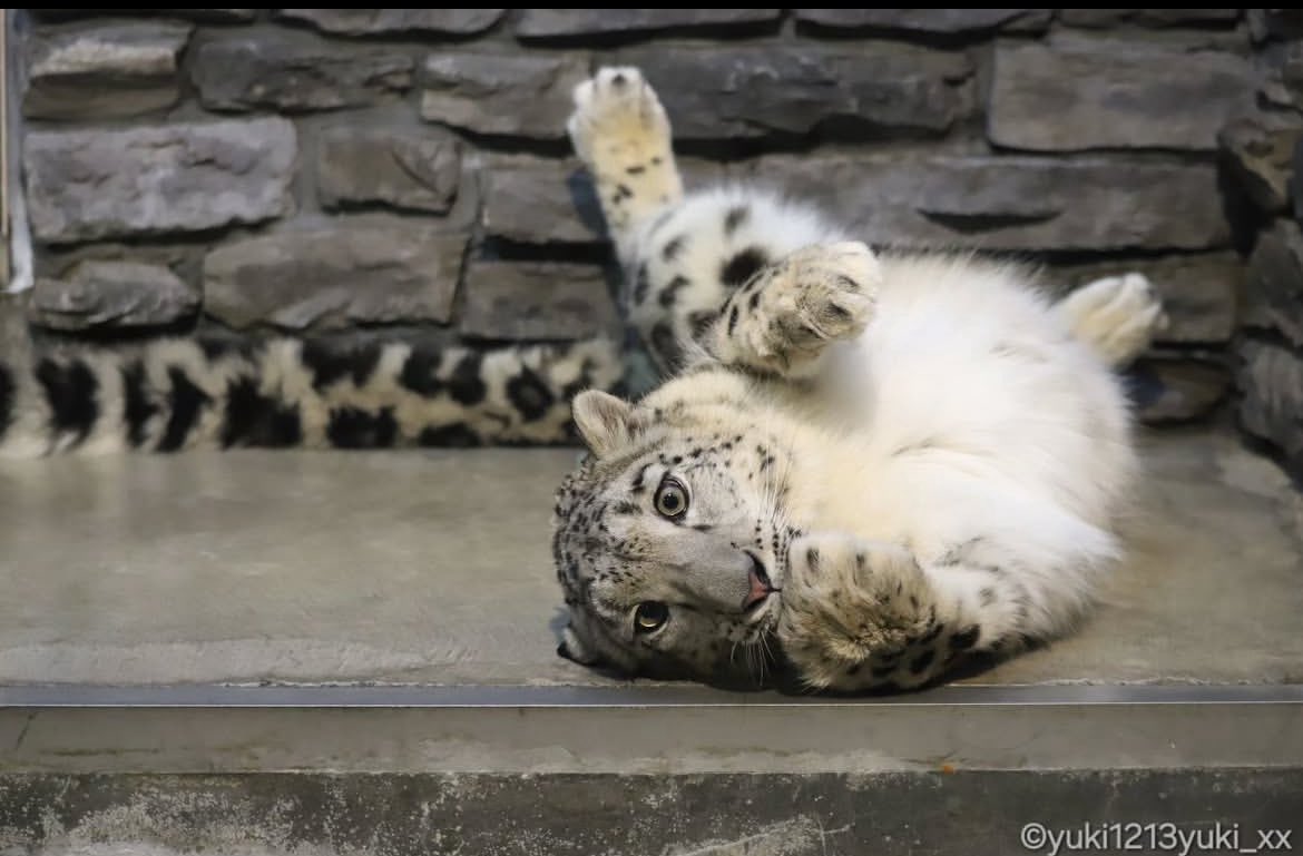 Winter Snep tweet media