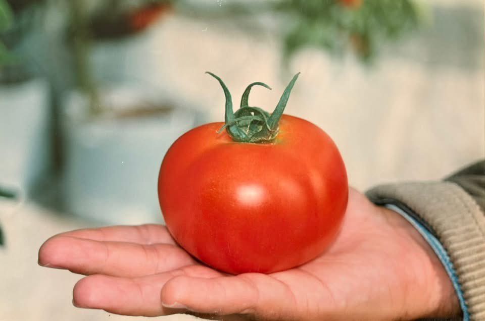 𝑴𝒆𝒎𝒐𝒓𝒊𝒂𝒔:

A inicios del año 2000 comenzamos un proyecto de tecnología de invernaderos para la producción agrícola que permitió el intercambio de conocimientos con otros estados y el inicio de campus Amazcala.