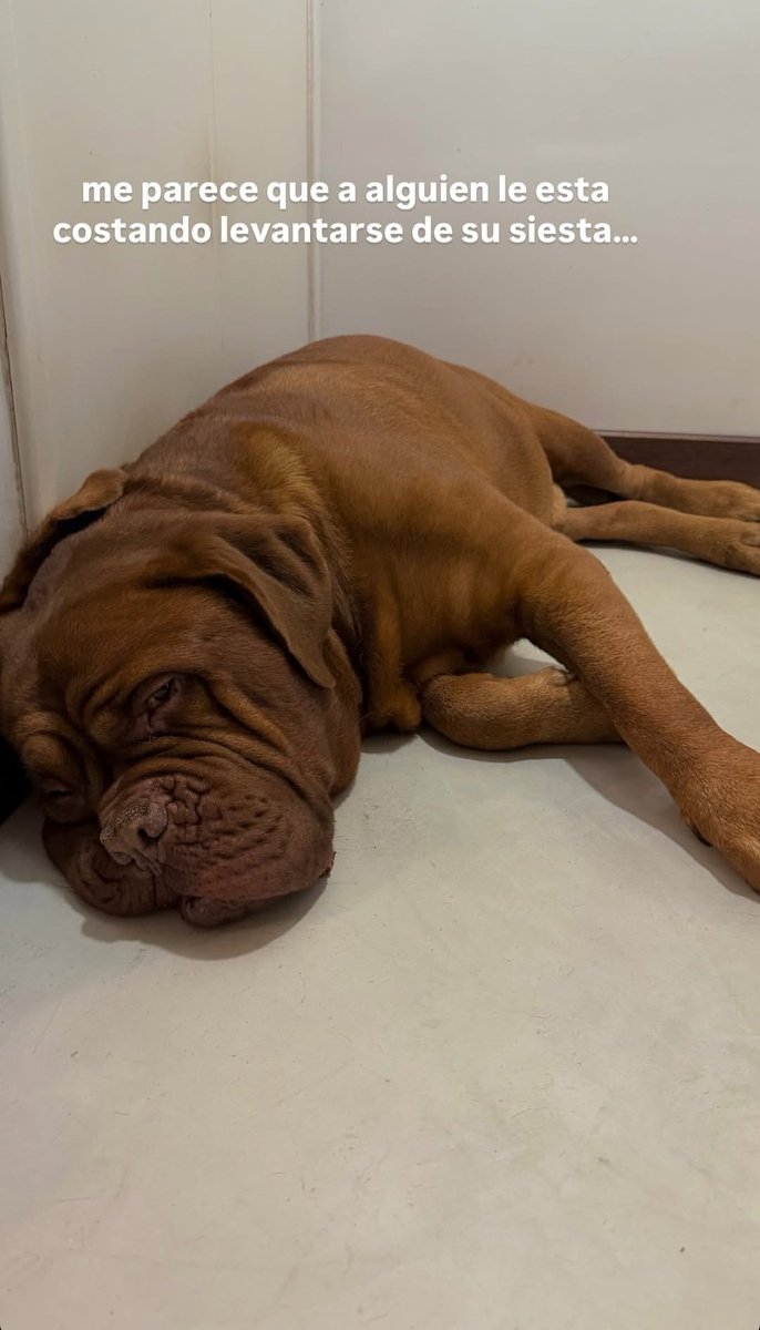 Lola Abraldes Data 𐙚 tweet media