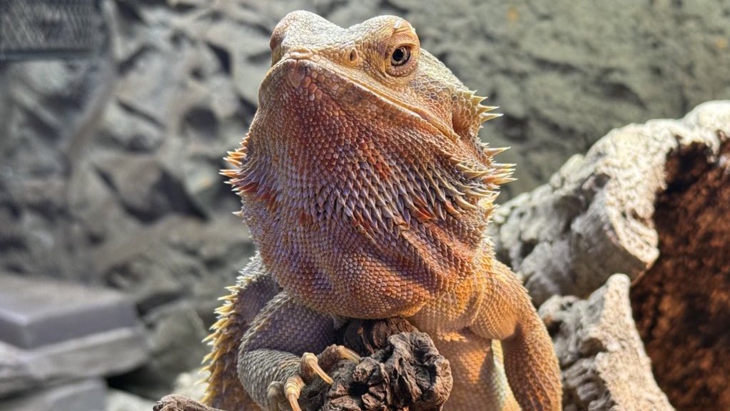 Darkest Mamoru 🦐✨🔜 tweet media