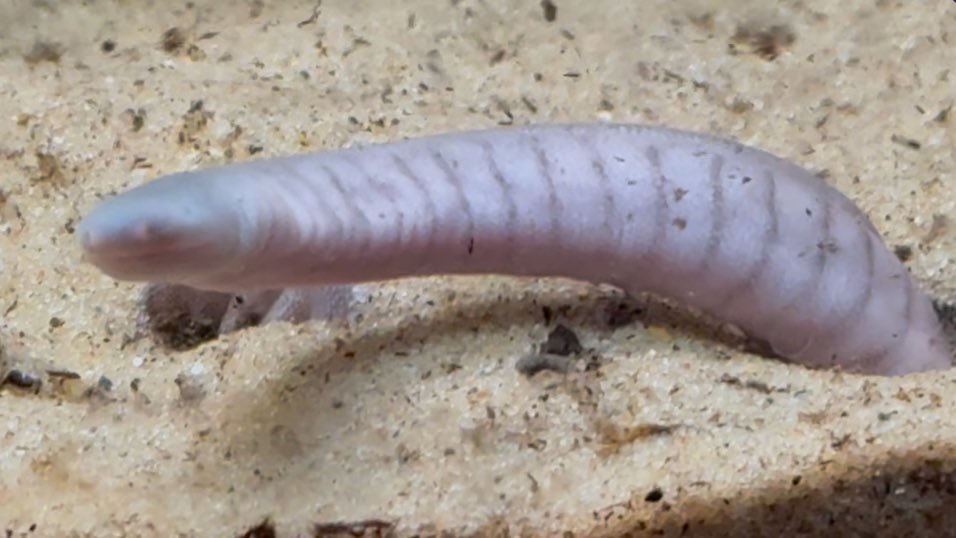 Darkest Mamoru 🦐✨🔜 tweet media