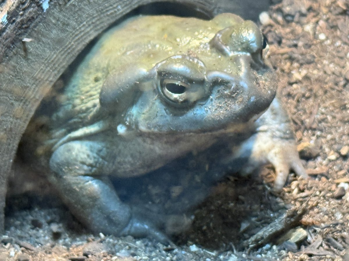 Darkest Mamoru 🦐✨🔜 tweet media