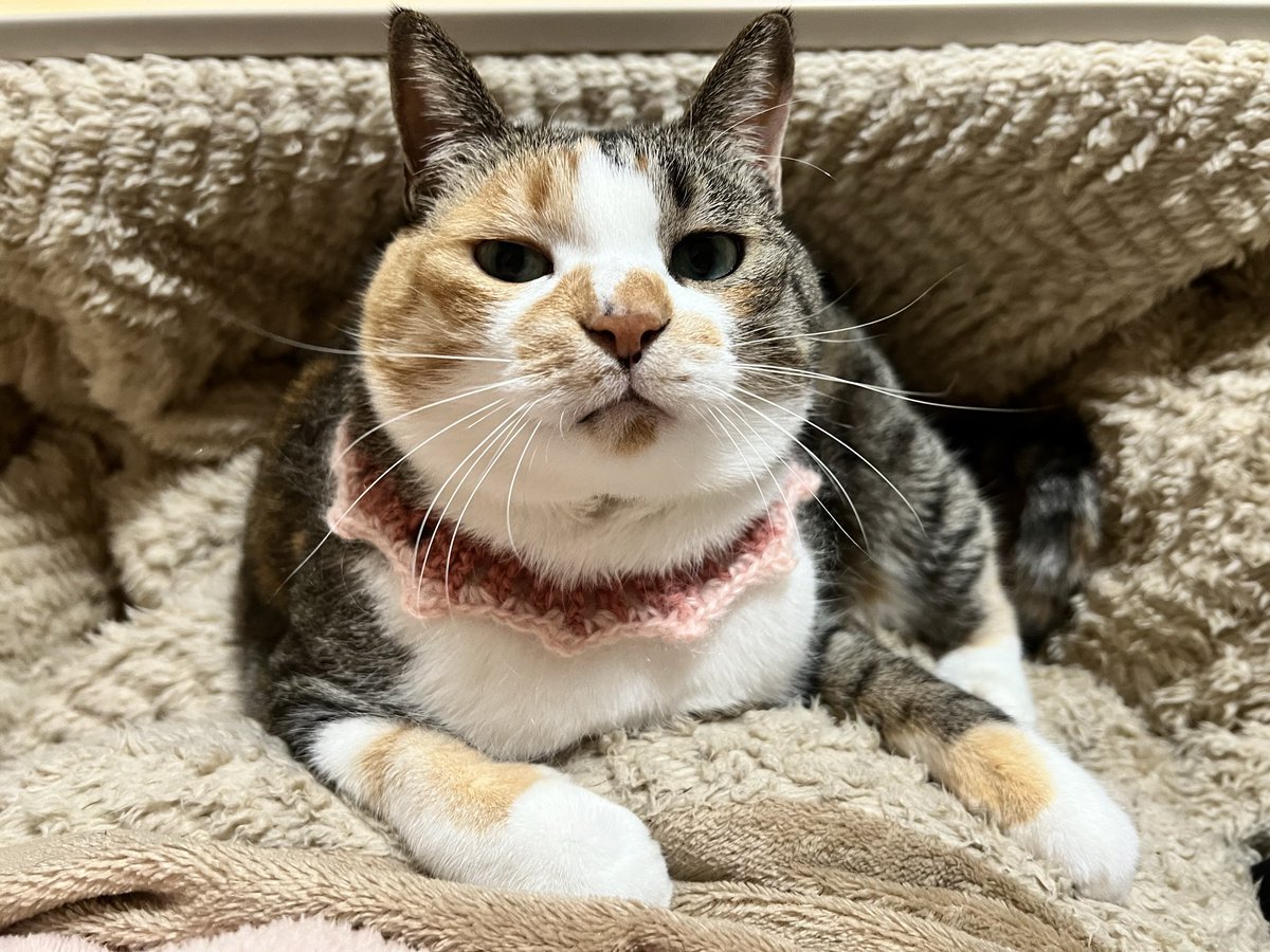 chacha__813's tweet photo. 4月もよろしくお願いします🤗🌼

お膝の上でくつろぎ中🐈

#4月　#猫好きさんと繋がりたい https://t.co/OdZD2JYOEf