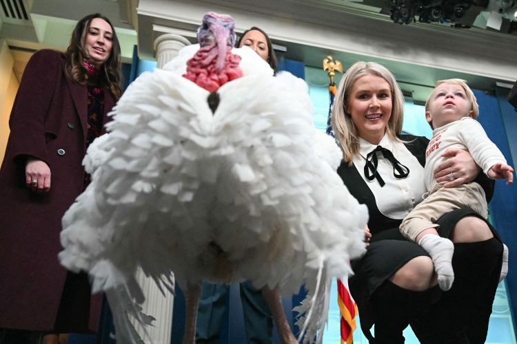 DavidLeeGold's tweet photo. Maybe Karoline Leavitt feels the turkey has better legs than she does? https://t.co/MM7vshImT5