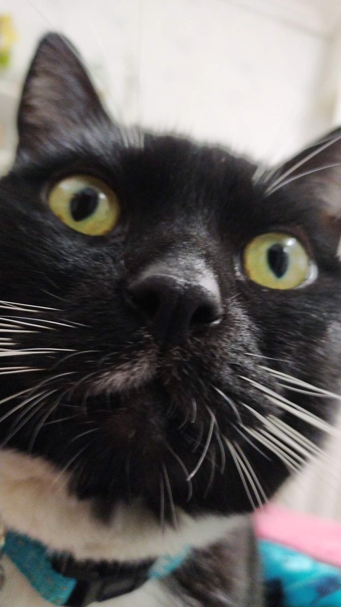 Felidae 🐦🇪🇸 tweet media