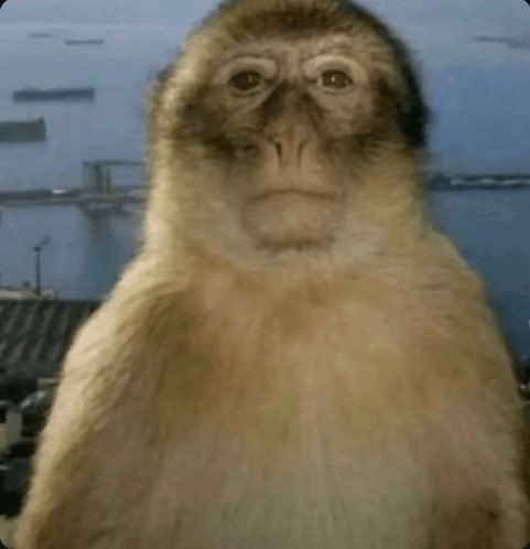 Black Bear tweet media