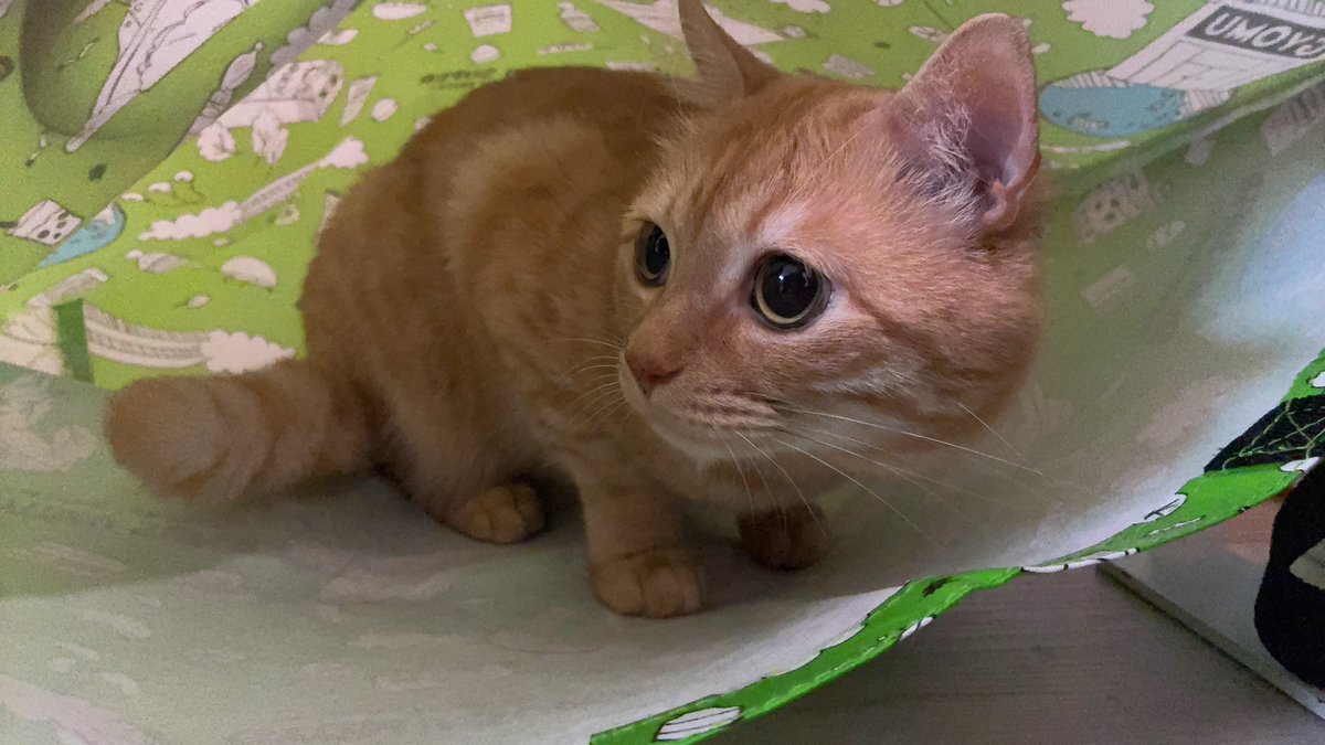 ねこりるのおかん tweet media