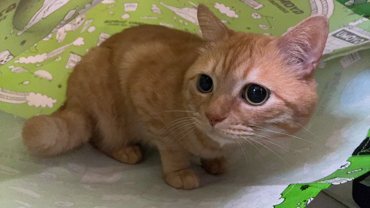 ねこりるのおかん tweet media