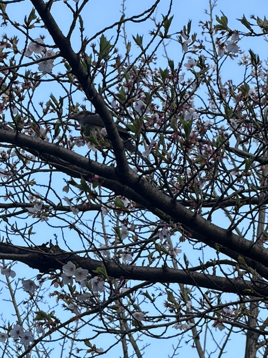 大神1221 tweet media