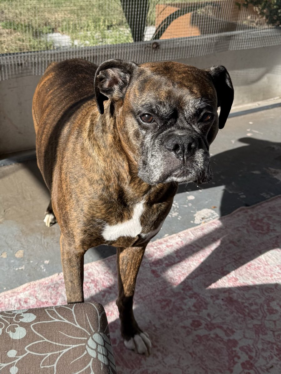 Ruby the Boxer ~ RIP Gino 🌈🐾 tweet media