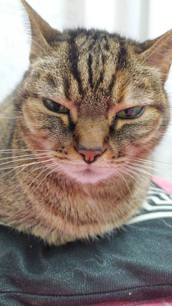 Felidae 🐦🇪🇸 tweet media