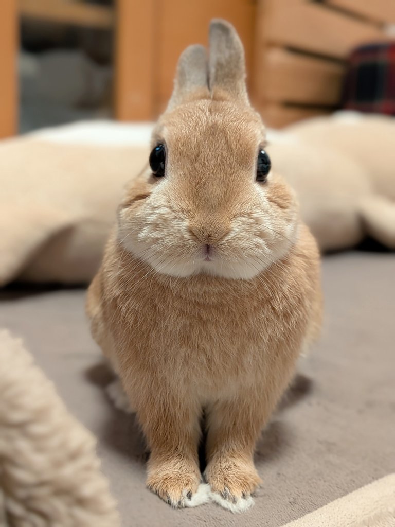 みかん🍊かぼす💚 tweet media