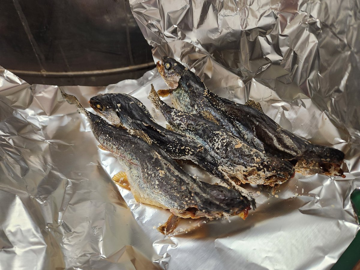 魚釣りの初見さん🎣 tweet media