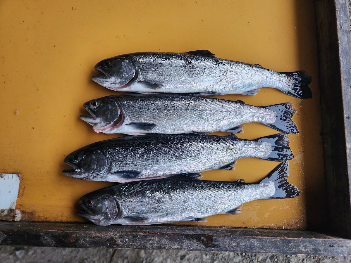 魚釣りの初見さん🎣 tweet media