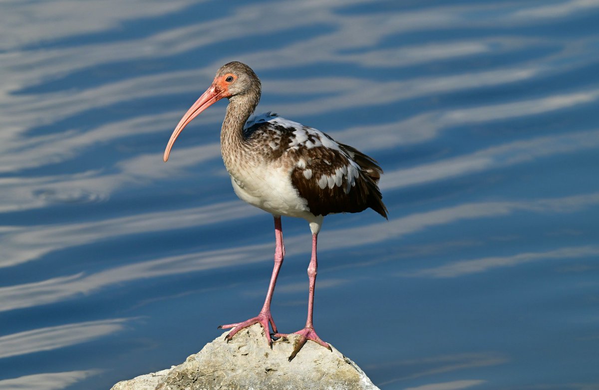 CharlieDAngeloX's tweet photo. Ibis in deep thought. 
#ThePhotoHour #IndiAves Rogan Rome March Musk Snapchat Taylor BTS Sunday Japan Sapporo Belgium Canada Germany UK Philippines NYC Miami Chicago Kylie Travis #Motivation #ShotoniPhone #Eurovision https://t.co/AmzR1zne2b