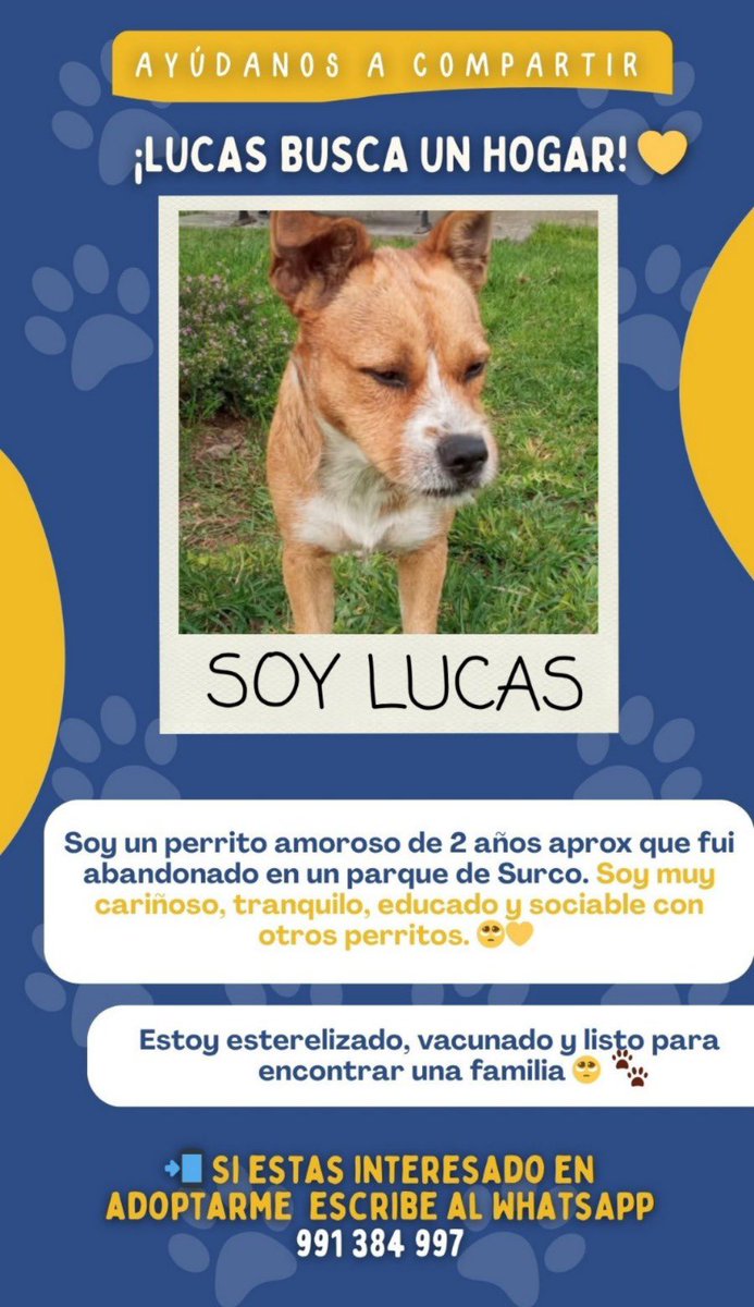 Pao Peralta 🐶 Rescatando Perritos 🇵🇪 tweet media