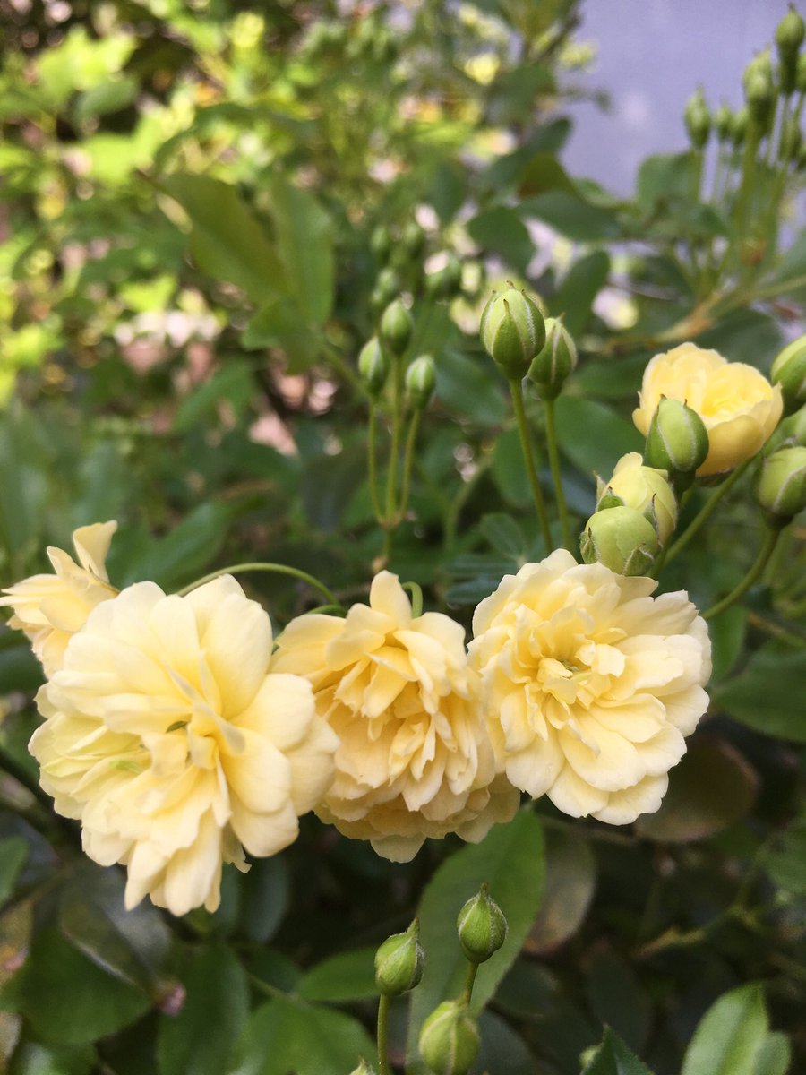 jun@everming.aizu tweet media