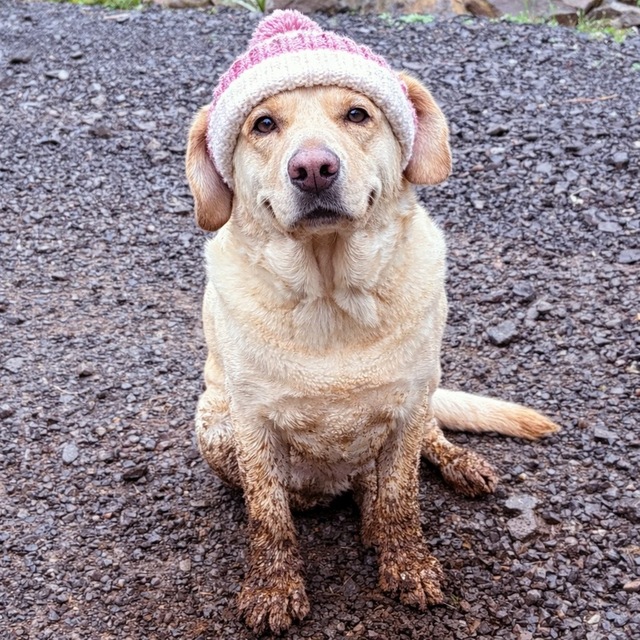 <a href="/CryptoHzr/">HZR</a> It is definitely  Muddy Doggy bro.
The biggest project out there on $SOL.
We're 4% to bonding even.
Get in now.
Ca 3HmEimSLRW2zudDFYEKVHPLvSpFUeiXJV23VGFgFpump