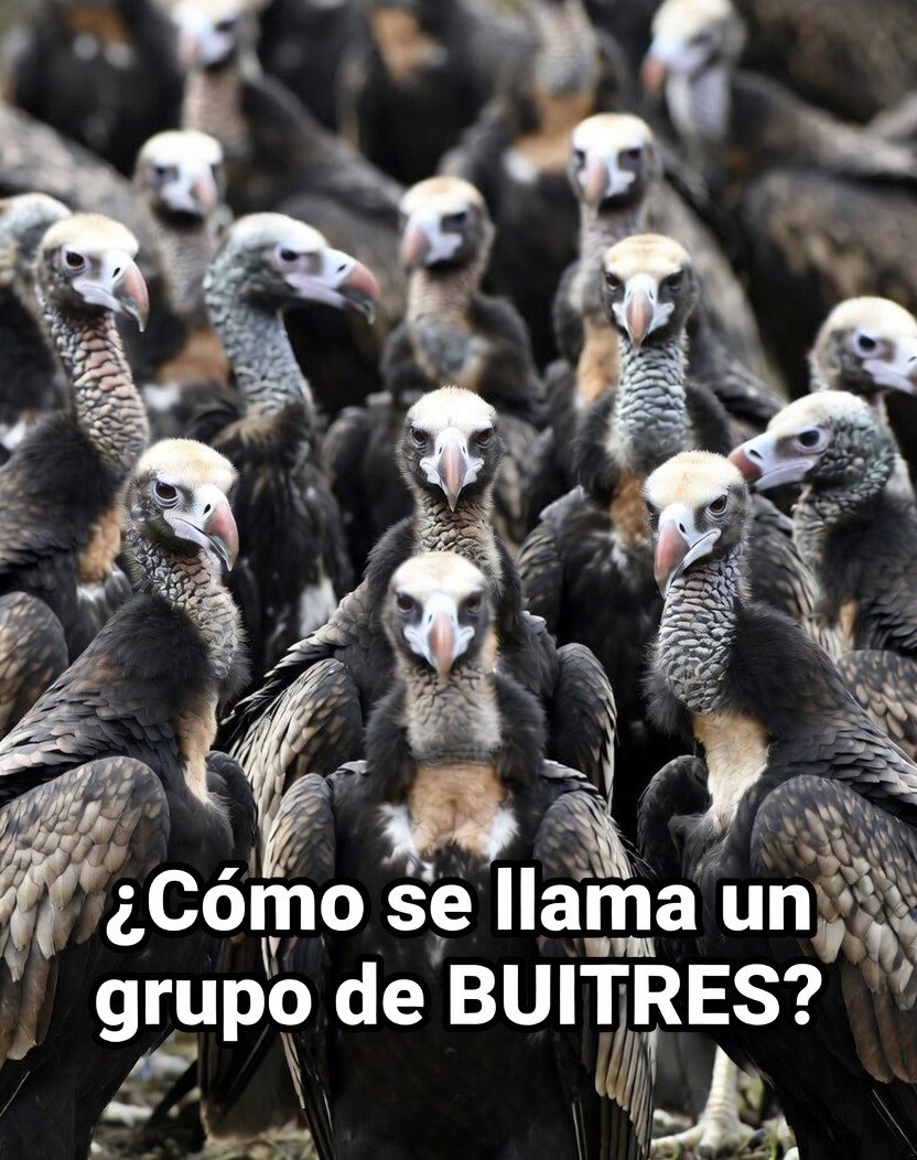 Isa Ricci tweet media