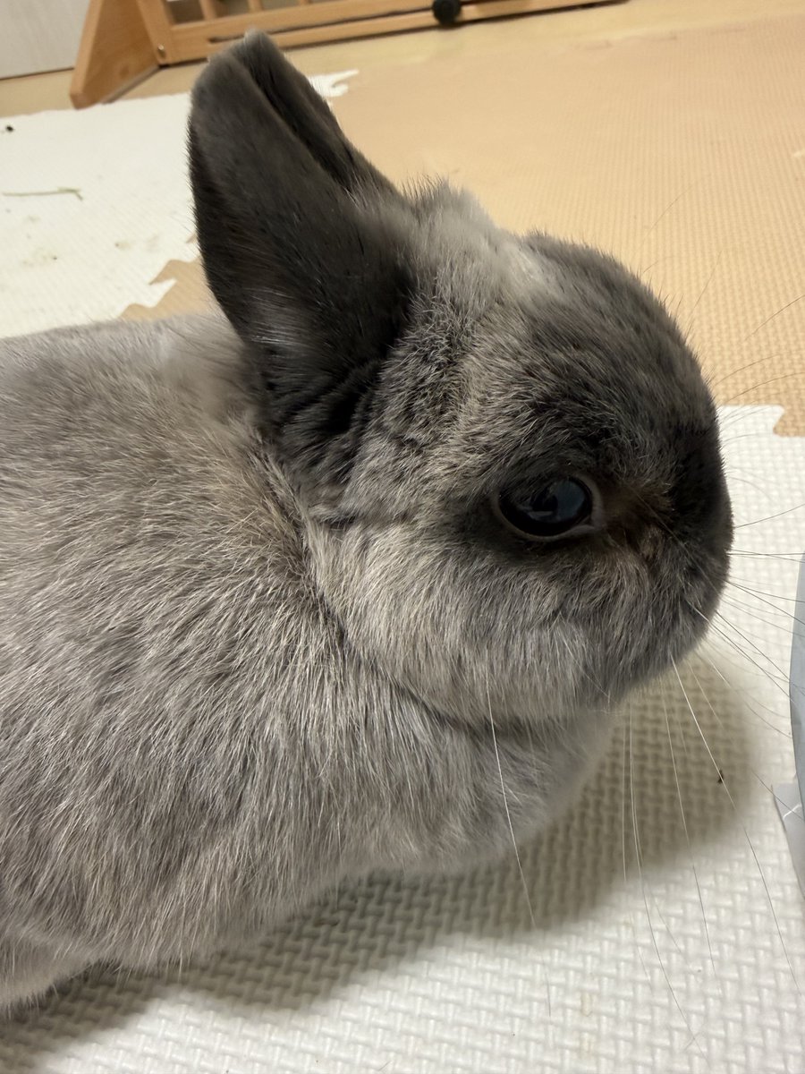 まるちゃん tweet media