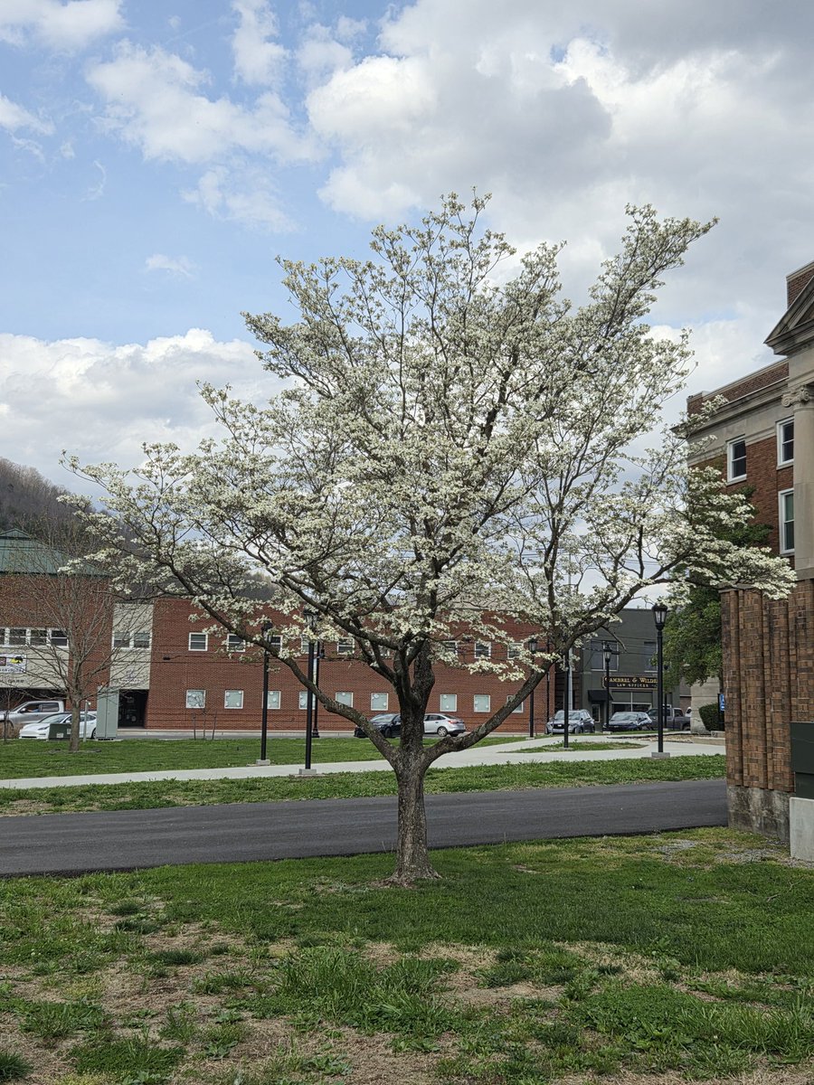 Dog Wood Tree at Work