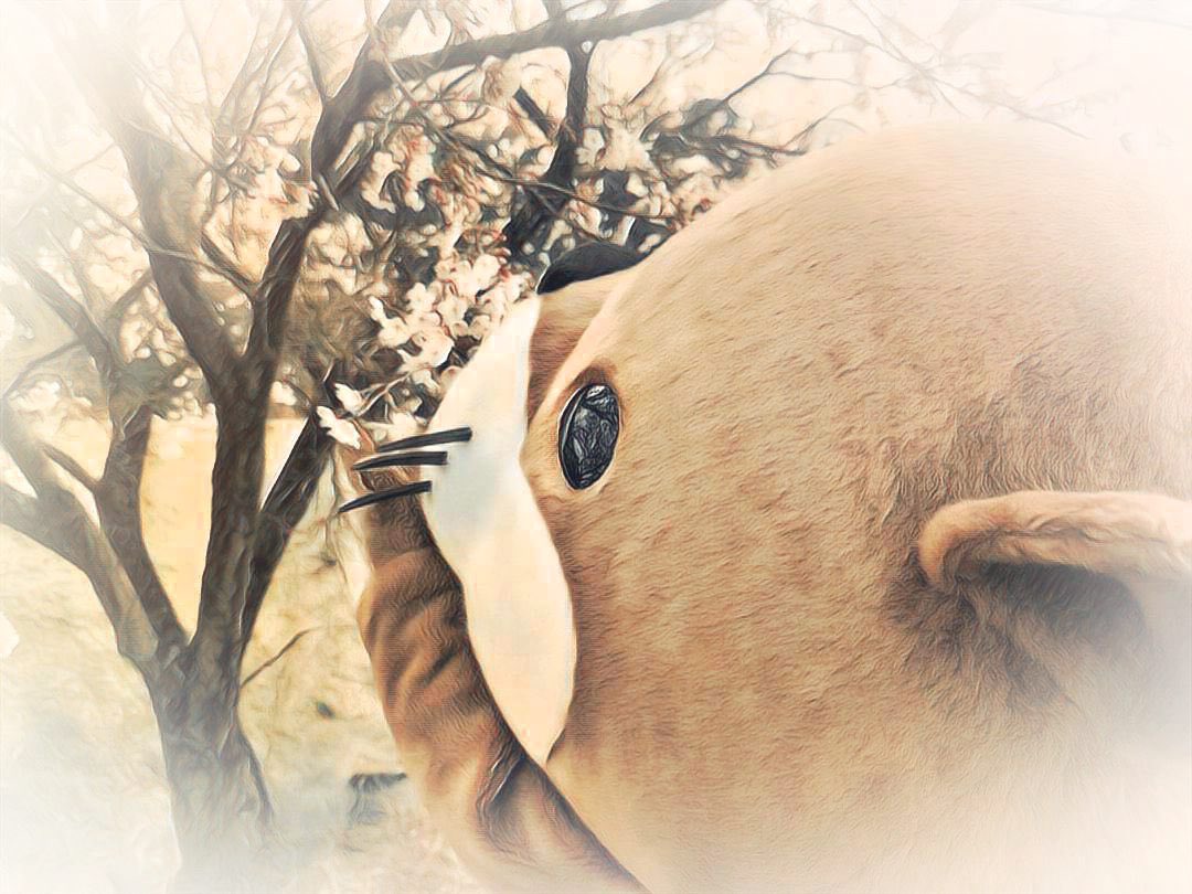 ニホンカワウソ幻(げん)ちゃん【公式】 tweet media