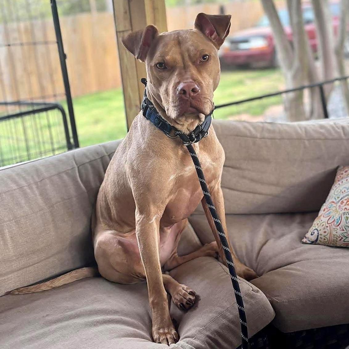 Let’s talk about Trooper.
A dog who was shot.
Dumped on a dirt road.
Left to die.

He was found, taken to a dilapidated shelter, received no medical care, &amp; suffered.

Then his luck changed.
We found ourselves trying beyond all odds to help the medical cases of this shelter.
1/4