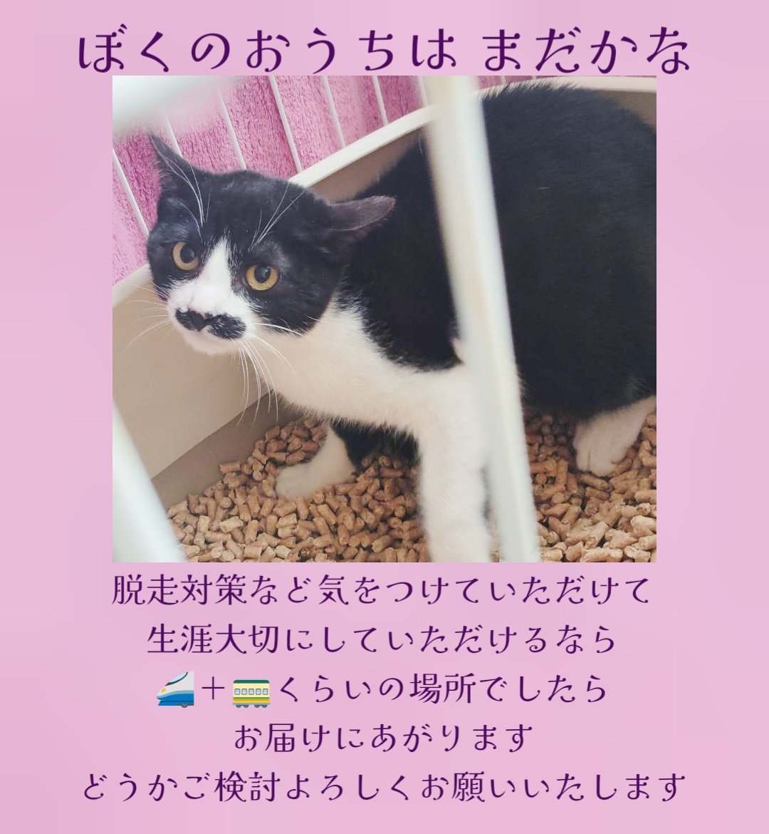 うたはるさり🐈‍⬛🐈🎹時々おそら組🌈 tweet media