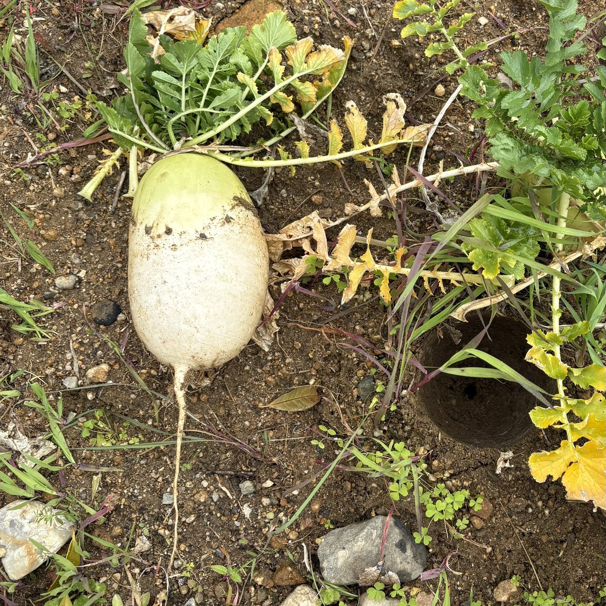 みー♡chan2 tweet media