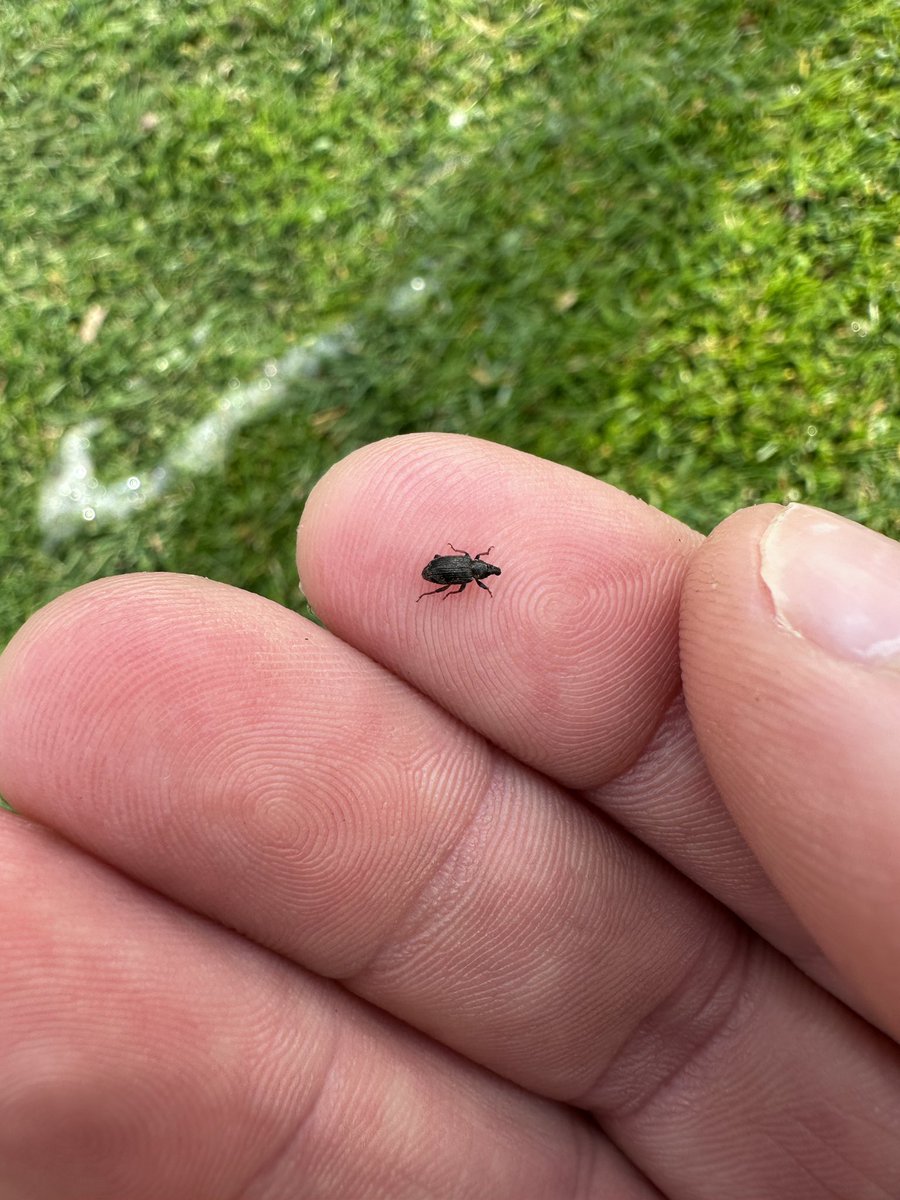 Nick Pollio tweet media