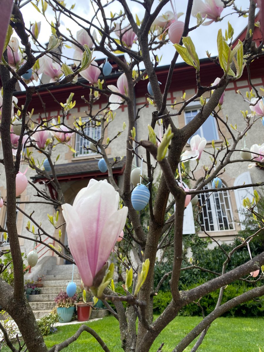 Teimur-golden tweet media