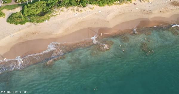 Maui's tweet image. Monthly Maui Guide Newsletter - mailchi.mp/mauiguide/apri…
#Maui (Fire, Water, Housing, Storm) News, Secret Beaches, Top Maui Waterfalls, Maui Itinerary,  New Paia Restaurant Review