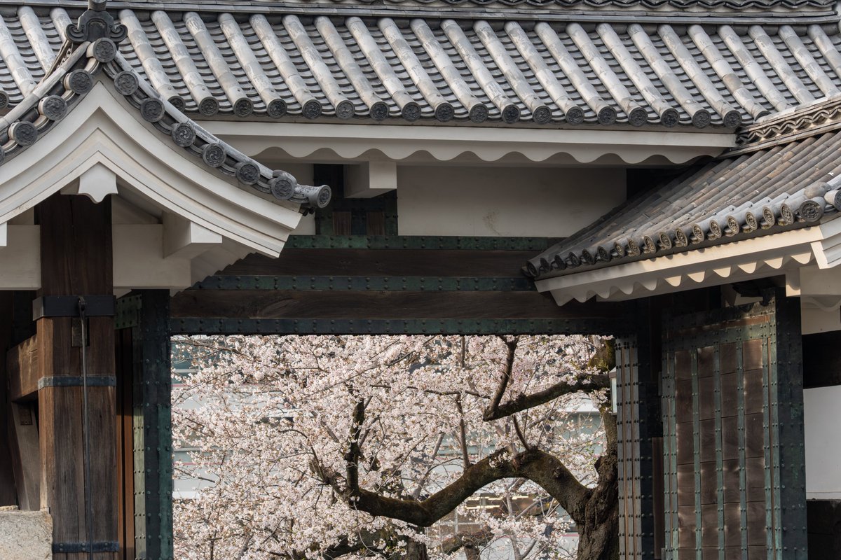 MiruKikuAsobu's tweet photo. Cherry Blossoms at Tayasumon Gate, Kitanomaru Park, Tokyo
東京田安門の桜
#photograghy #キリトリセカイ #streetphotograhy #tokyo #sakura https://t.co/JWEZIjbIpN