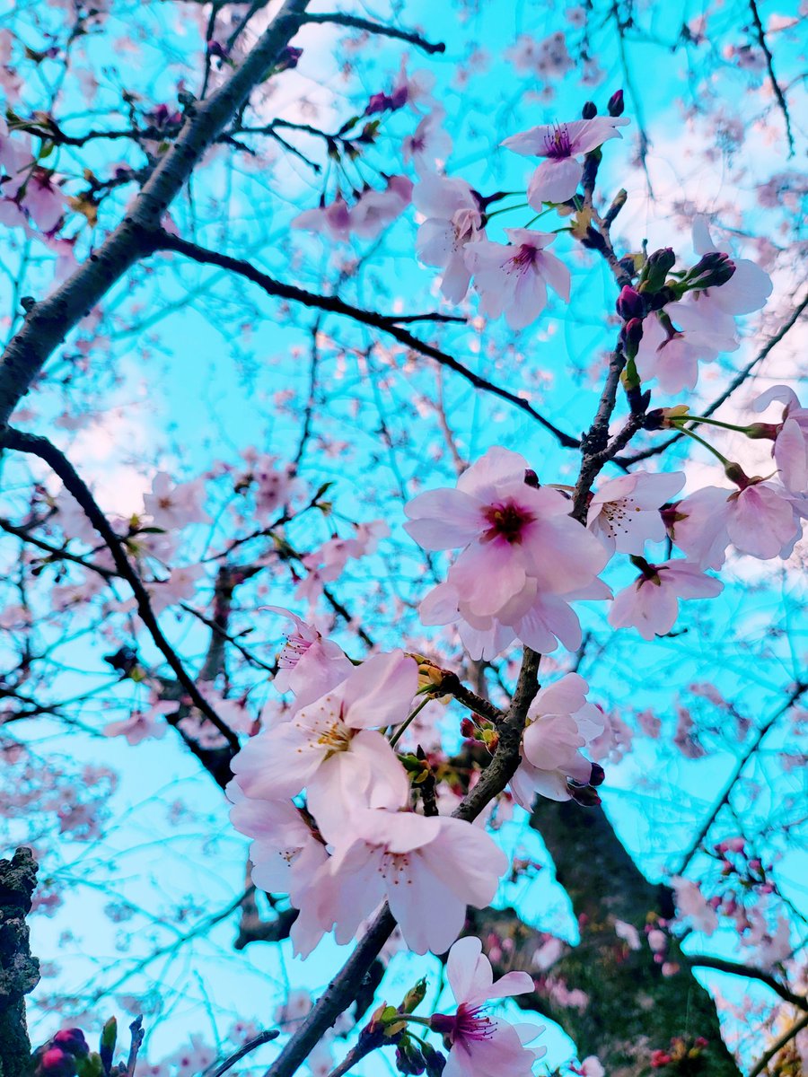 ありむら🎨 tweet media