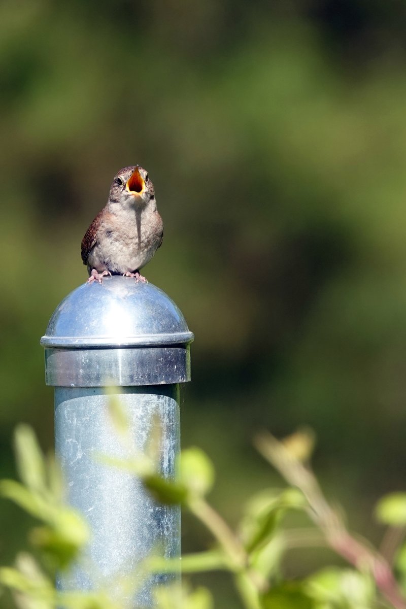 orbgirl1's tweet photo. #Spring is here and the birds are singing. Over 35 images of #birds, like this house #wren, are available for purchase at https://t.co/IZSZ77zdtJ. Images are also available as greeting cards, mugs, phone cases, and more. #nature #photography https://t.co/cqUUZeMH90