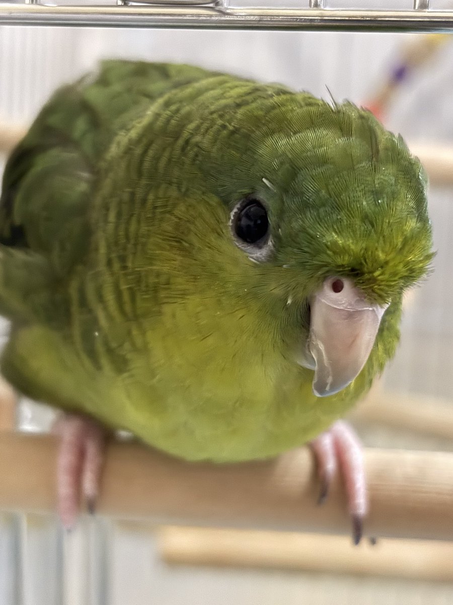 ﾚﾓﾏﾏ🍋( ●⁰⊖⁰●) 𓂋𓇋𓅓𓍯𓅓𓄿𓅓𓄿 tweet media