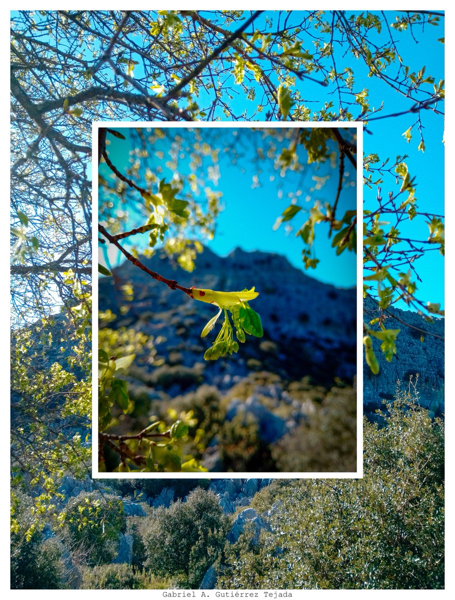 Gabriel A. Gutiérrez Tejada tweet media