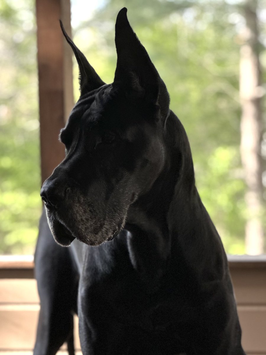 The Panic tweet media